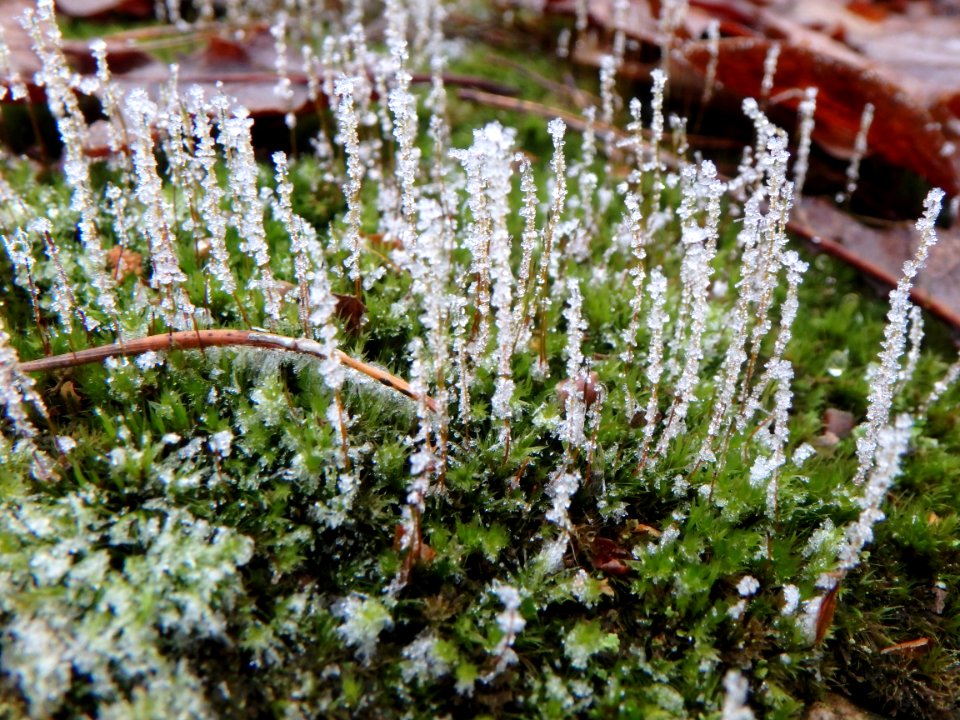 Forêt de navarre - Mousse givrée