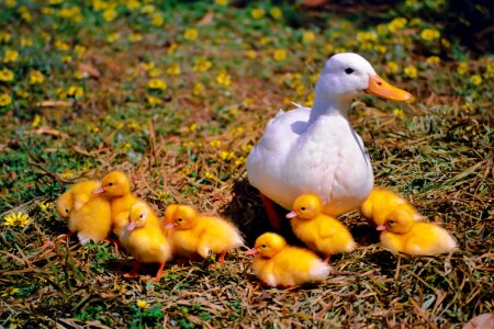 Young animal ducky water bird photo