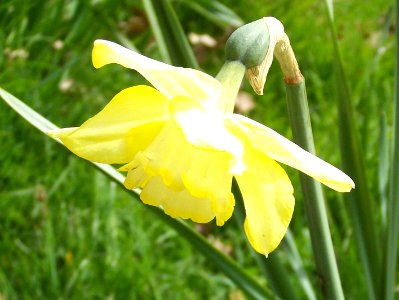 Malvern daffodil