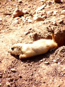 Bristol Zoo prairie dog