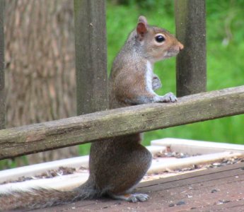 gray squrrel at the bar