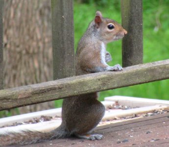 gray squrrel at the bar photo