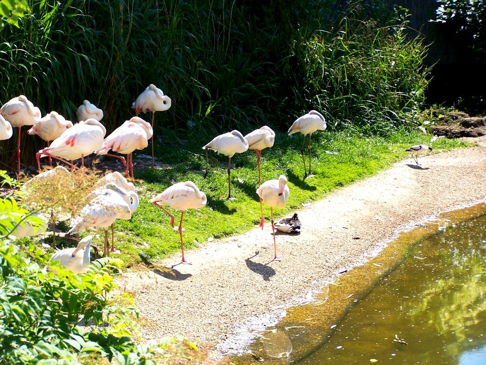Bristol Zoo flamingos
