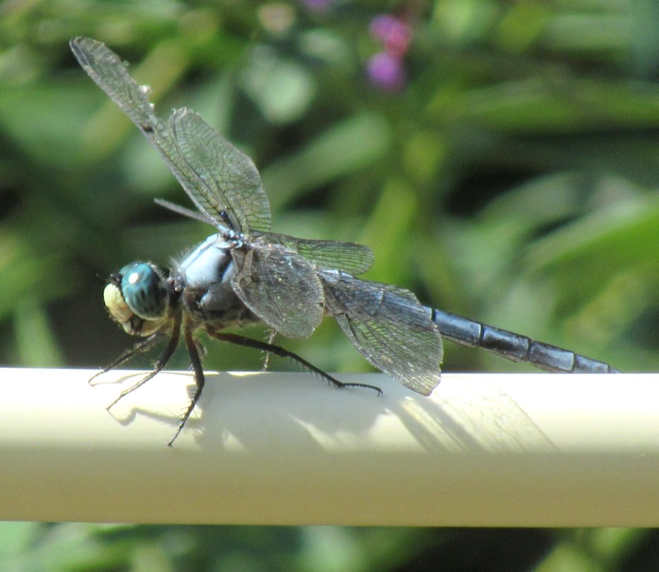 ins dragonfly closeup