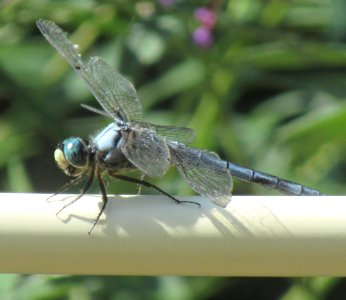 ins dragonfly closeup