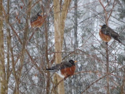 Robins in Snow Storm photo