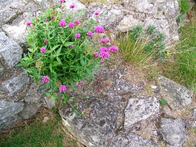 flora resilience photo