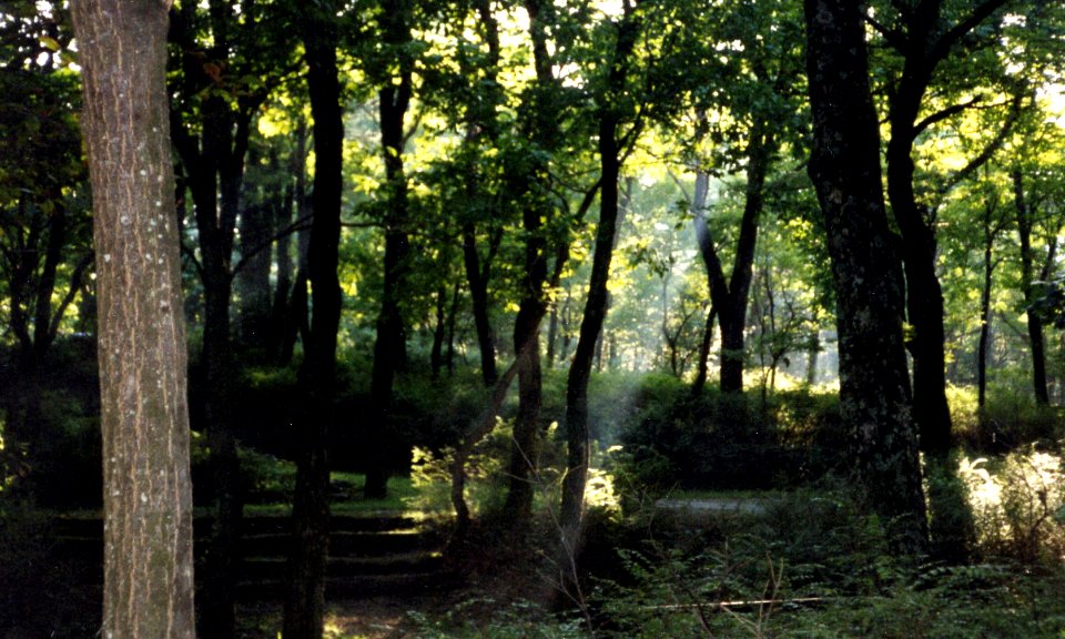 misc light through trees