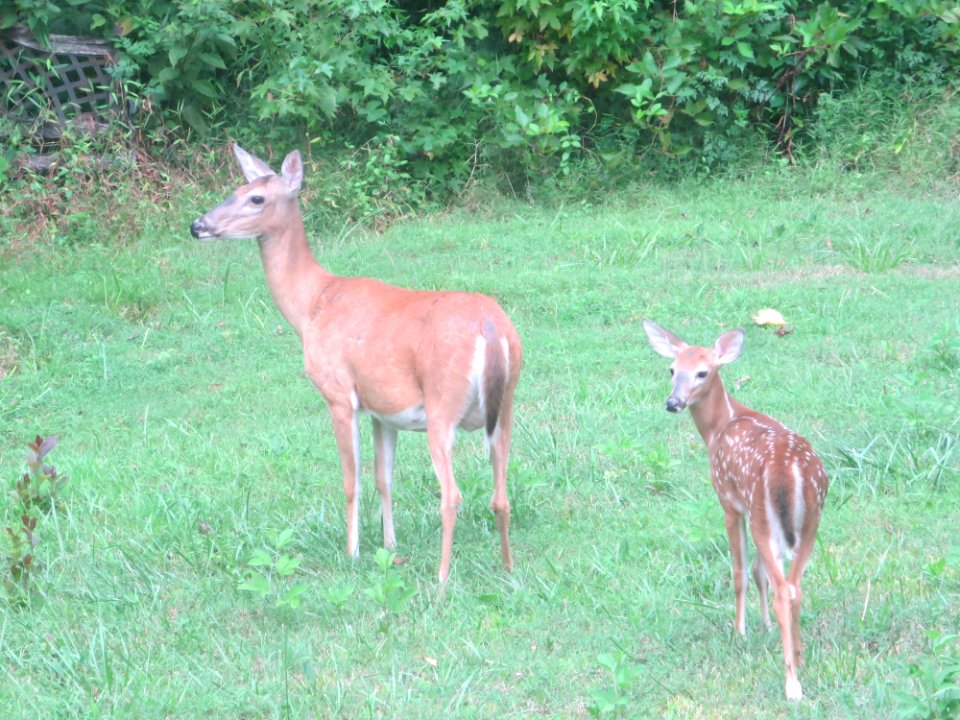 fauna deer mama and baby photo