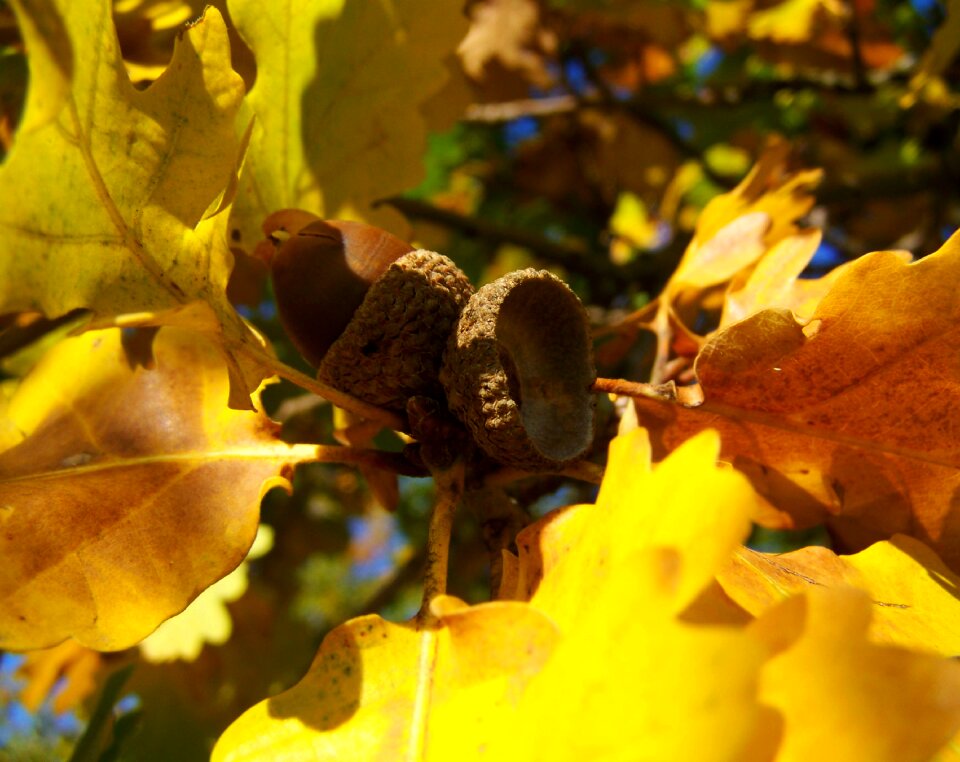 Acorns yellowed oak leaves autumn