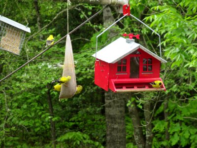 bunch of goldfinches3 photo