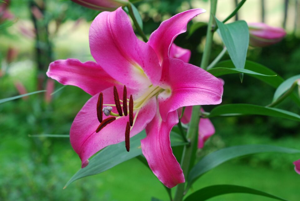 Nature plant bloom
