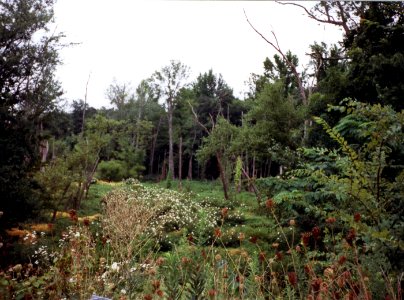 misc swamp in virginia