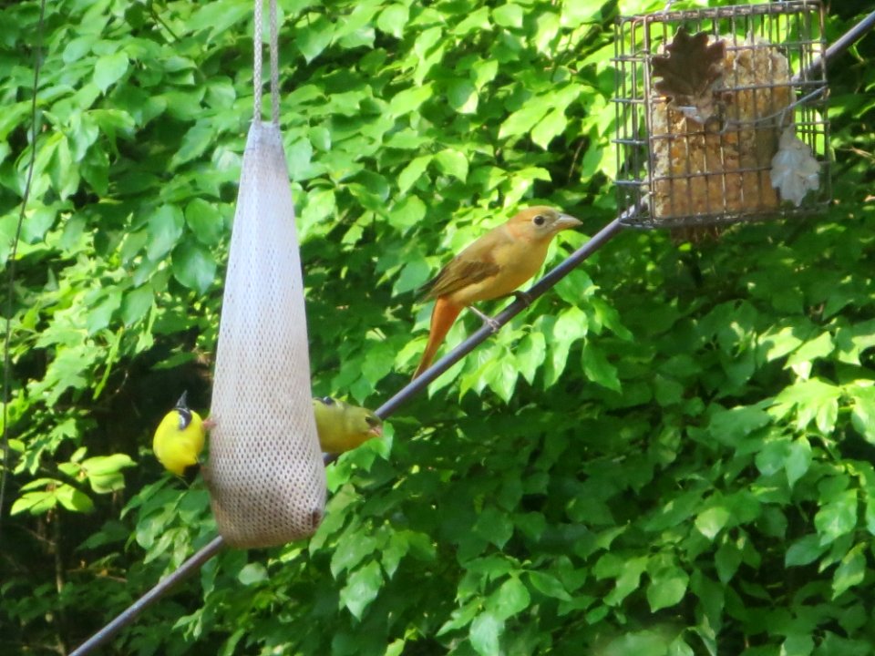 Female Summer Tanager