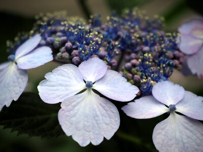 Plant blue blue flowers