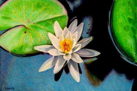 2018 May Art Challenge: Water lily