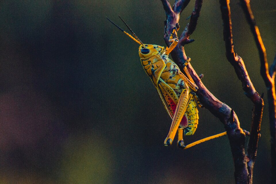 Grasshopper orthoptera invertebrate