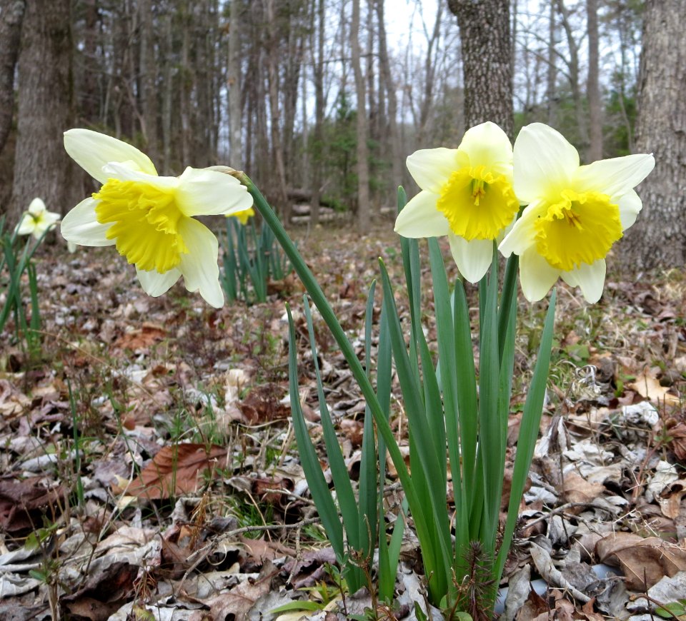 fora daffodils in leaves