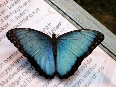 Butterfly edelfalter satyrinae photo