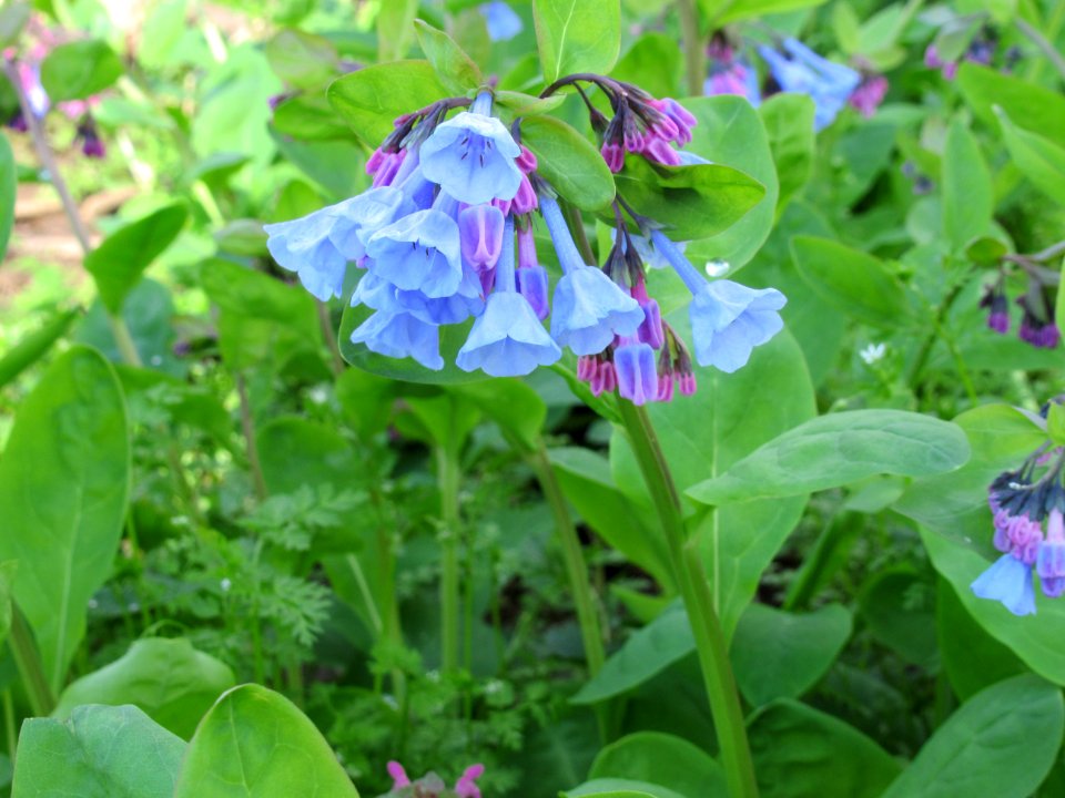 flora wild bluebells1