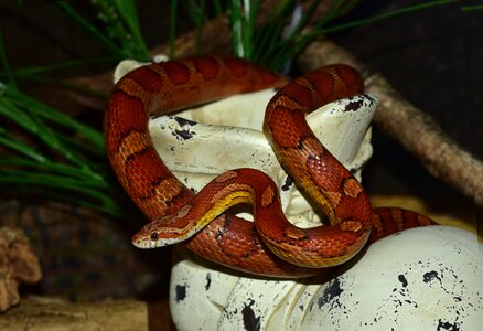 Reptile scale terraristik