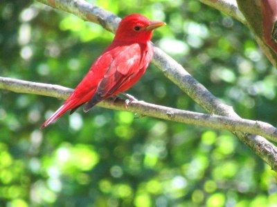 summer tanager male6 photo