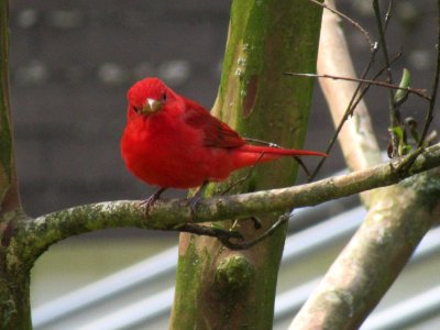 summer tanager male2 photo