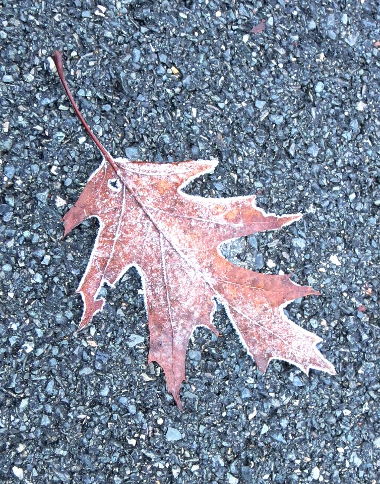 misc frosty leaf7