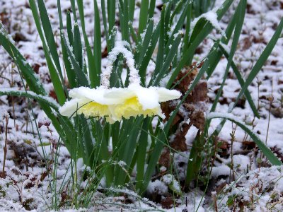 flora daffodils in snow