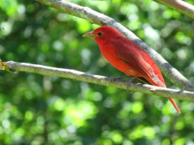 summer tanager male7 photo