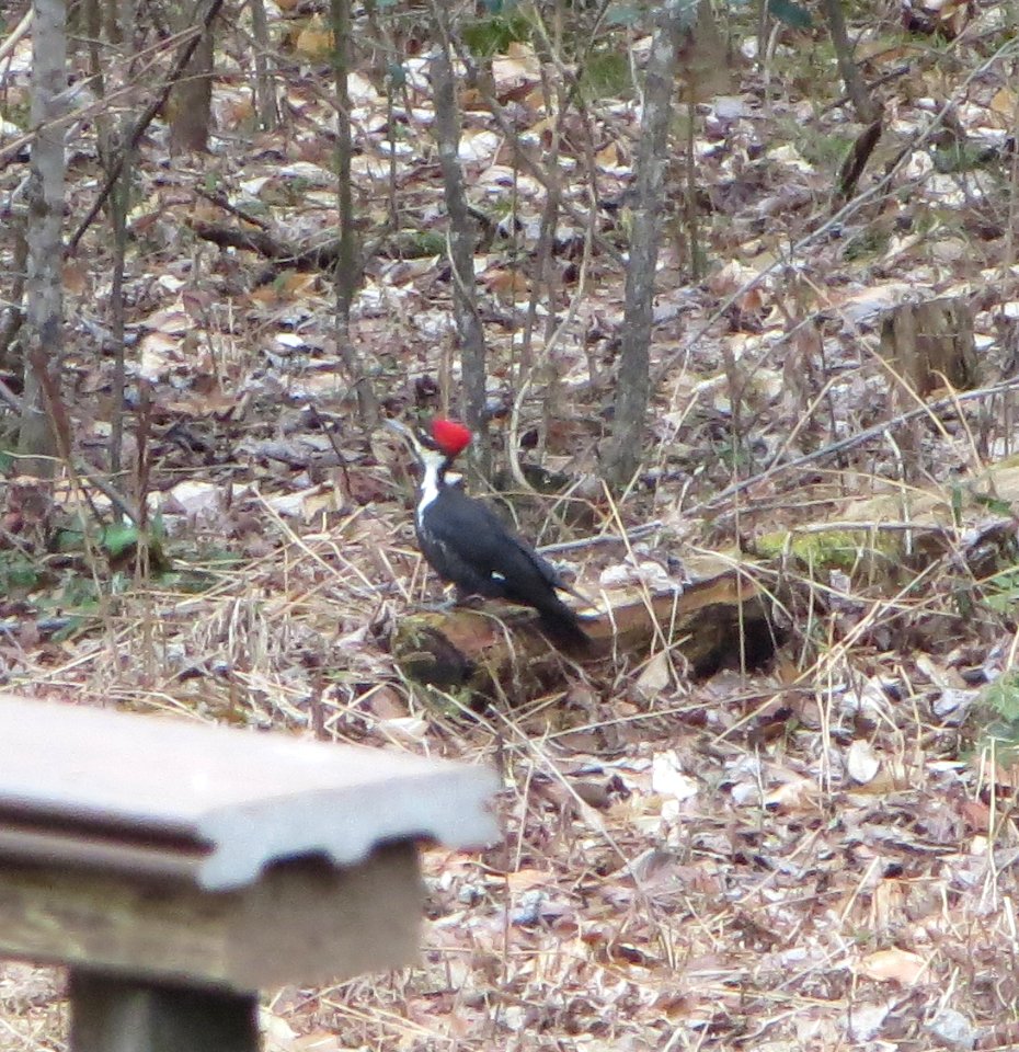 Pileated Woodpecker