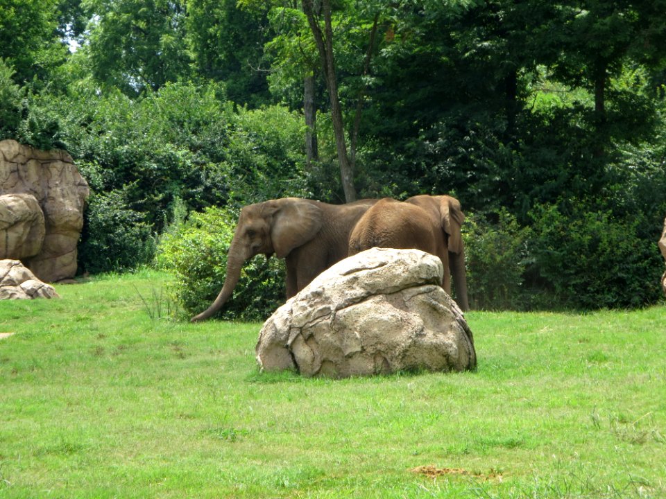 fauna elephants