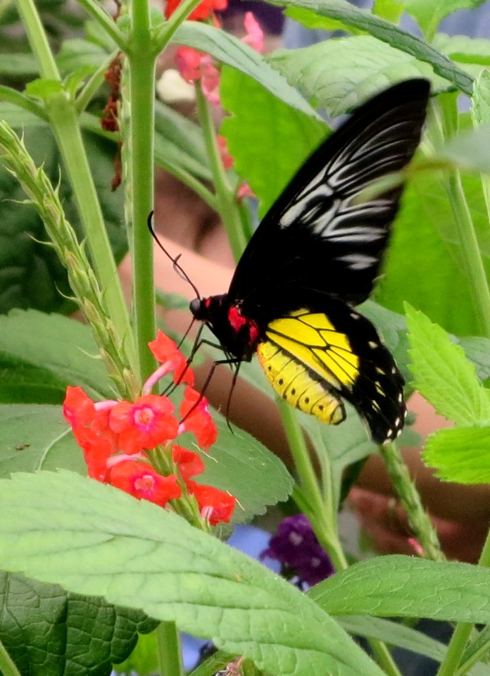 lg b new guinea birdwing