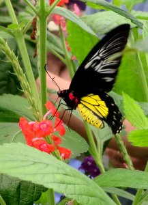 lg b new guinea birdwing photo