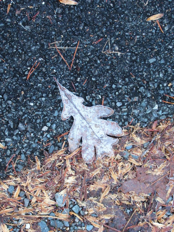 misc frosty leaf4 photo