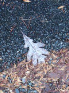 misc frosty leaf4 photo
