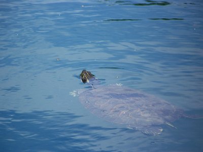 lg tutle in lake photo