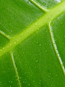 Drops green moisture