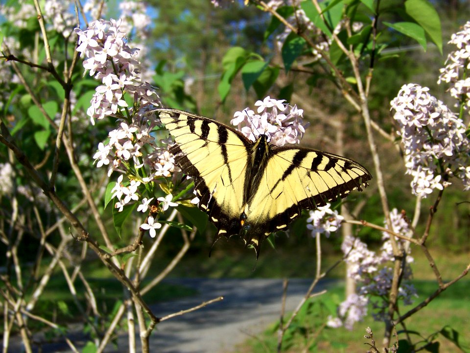 ins lilac & butterflies