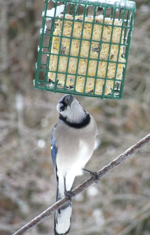 Blue Jay at Suet photo