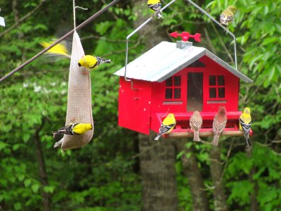 bunch of goldfinches4 photo