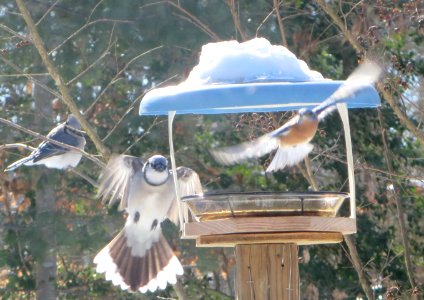 Blue Jay Chasing Bluebird photo