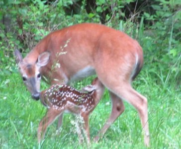 doe and fawn1 photo