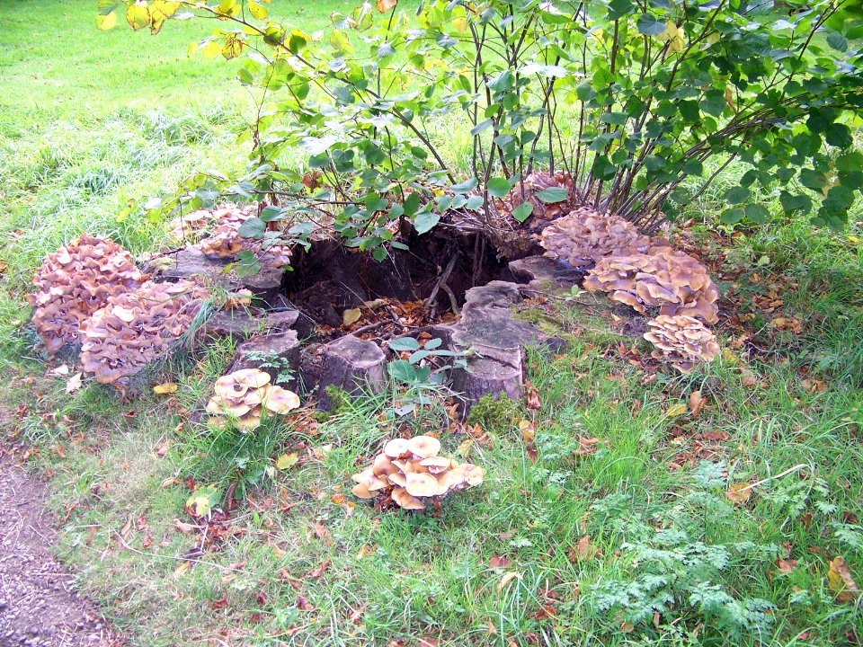 flora fungus