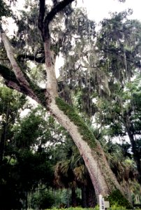 flora old tree with spanish moss photo