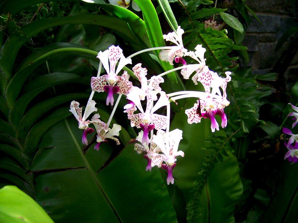LG orchid purple spotted