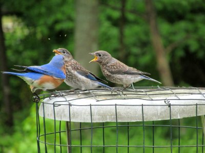 Bluebird Feeding Juveniles