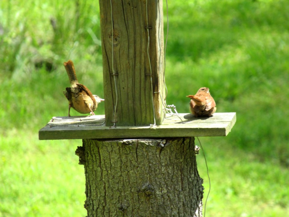 Carolina Wren Juvenile Pair