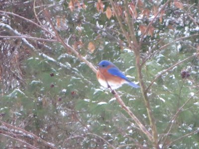 Bluebird in Light Snow photo