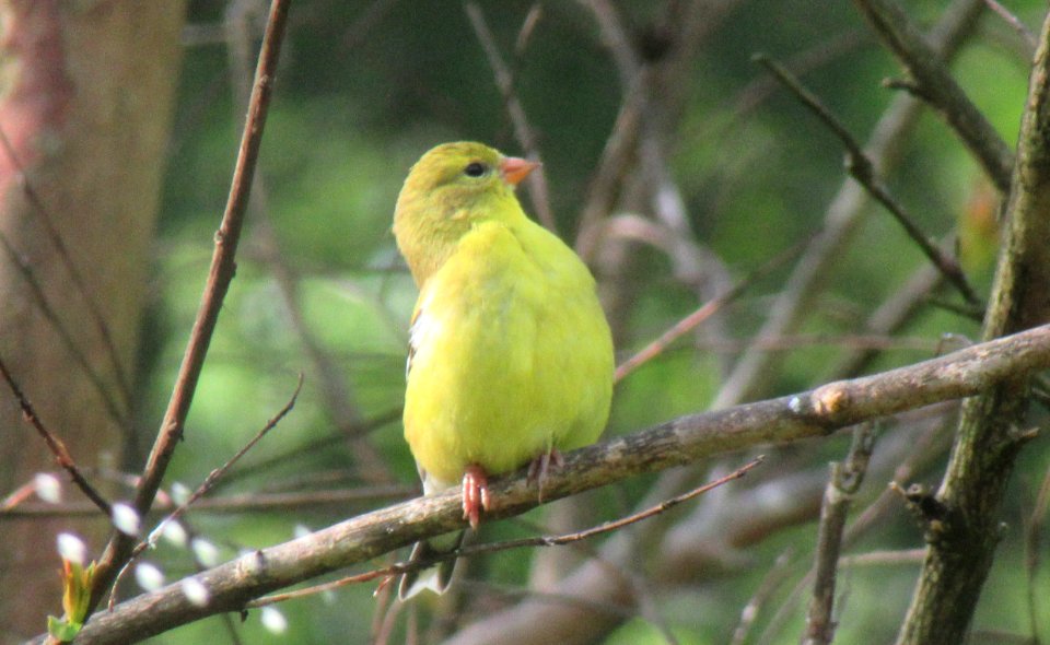 young goldfinch